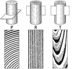 Obr. 10:  Schématické znázornění základních řezů kmenem (Balabán, 1955), P – příčný (transversální) řez, R – radiální řez, T – tangenciální řez